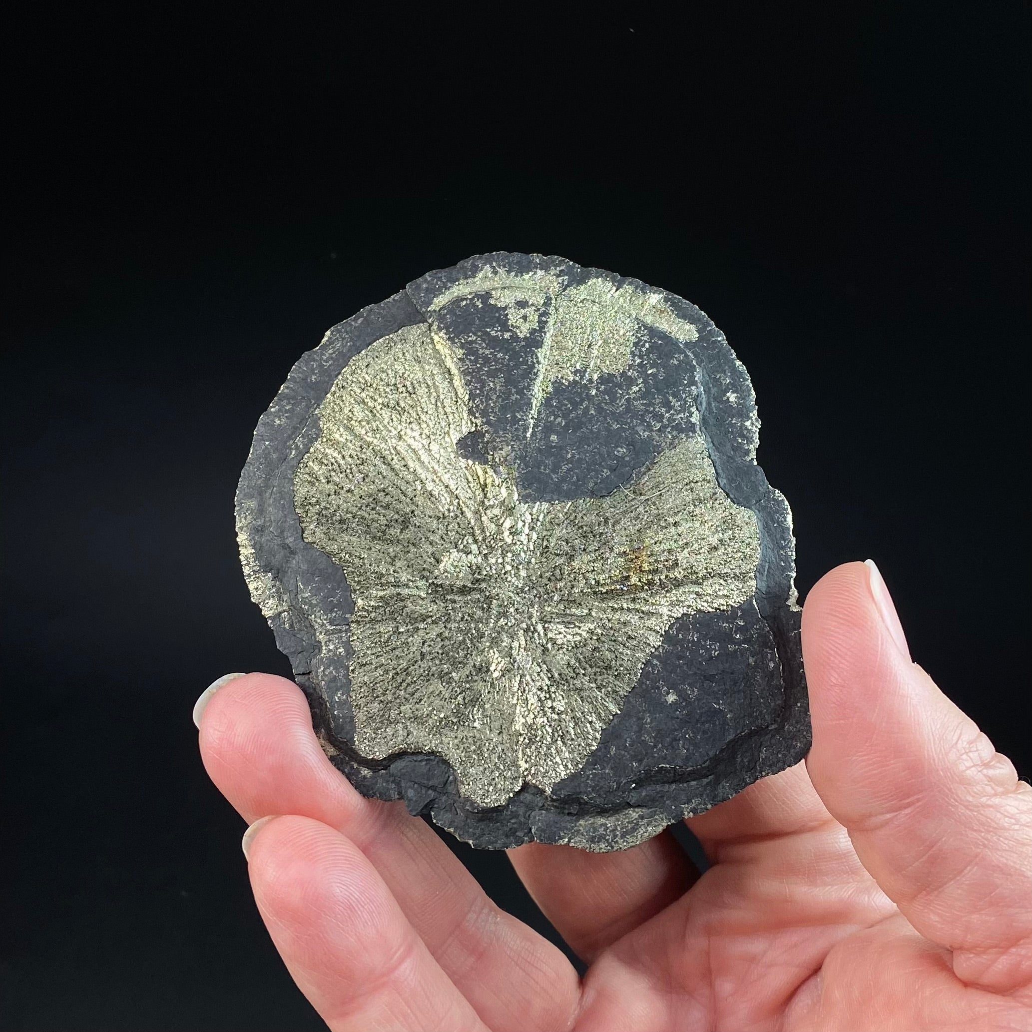Pyrite Sun Dollar Specimen 350 Million Years Old, Sparta, Illinois