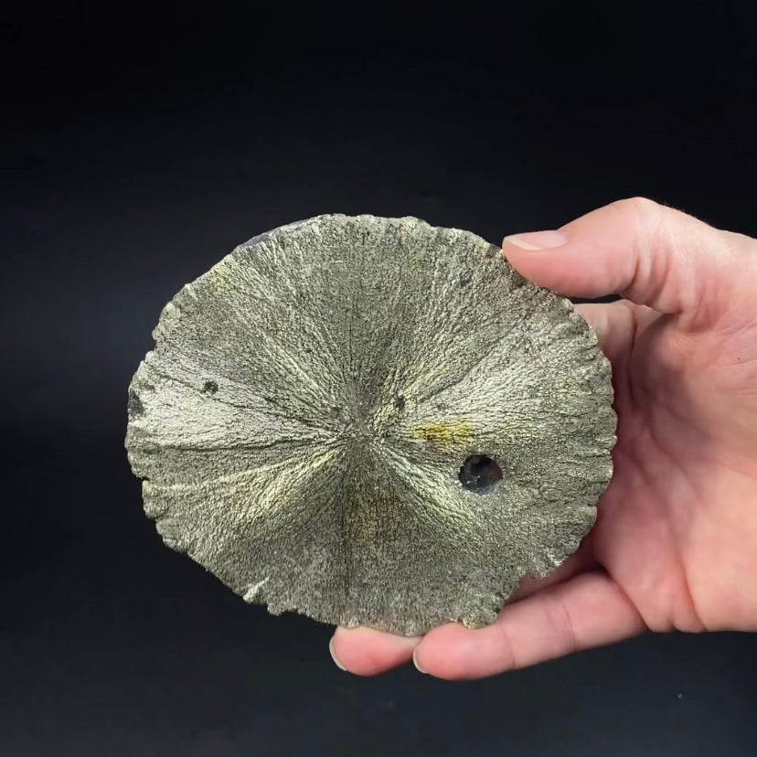 Pyrite Sun Dollar Specimen 350 Million Years Old, Sparta, Illinois