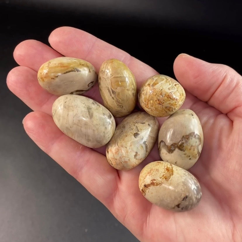 ONE Fossilized Palm Root Tumble Stone