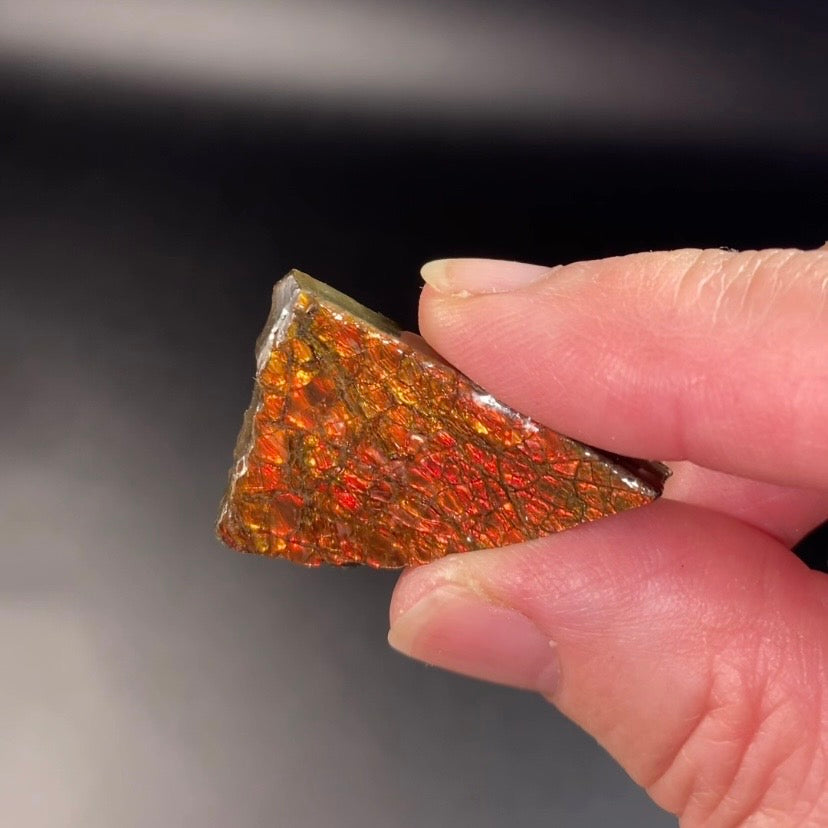 Orange Canadian Korite Ammolite Hand Specimen