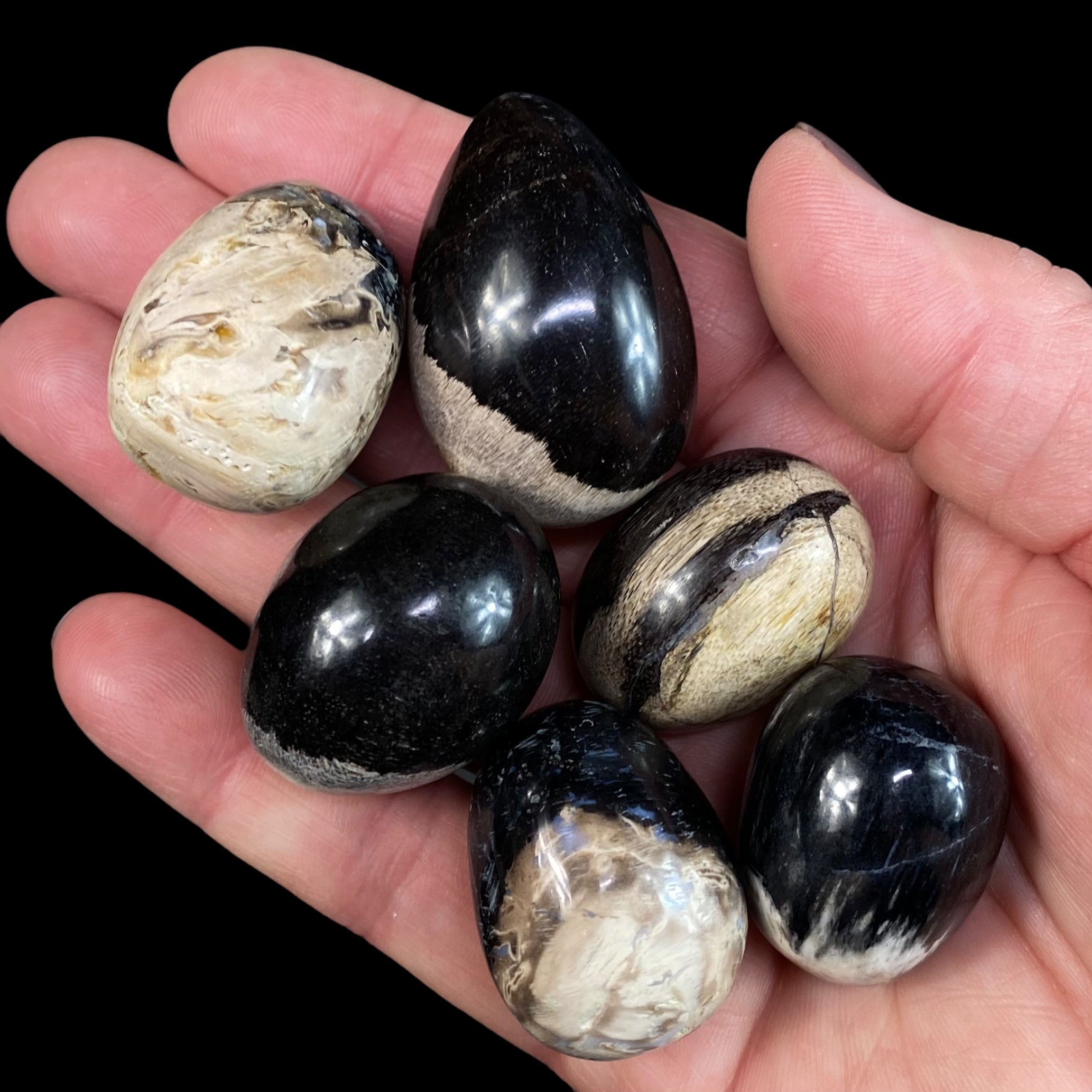 ONE Fossilized Wood Tumble Stone