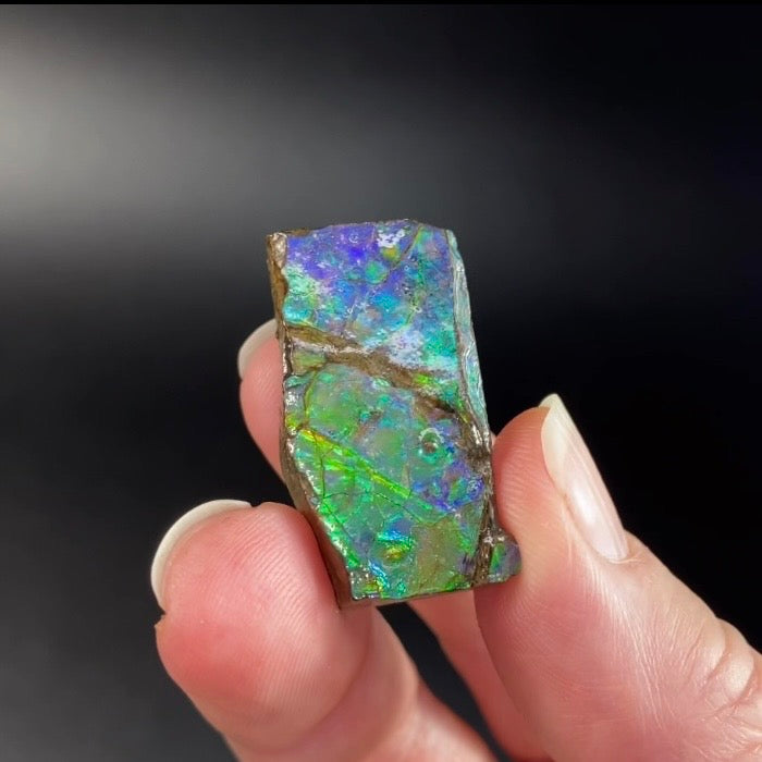 Purple and Green Canadian Korite Ammolite Hand Specimen