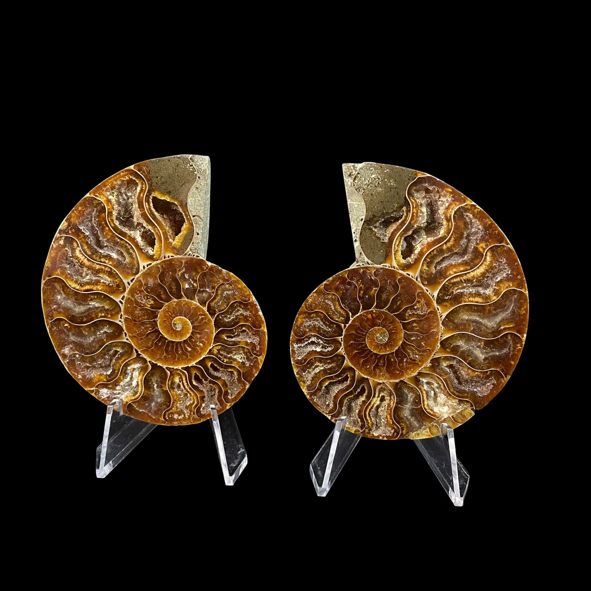 Polished Ammonite Pair from Madagascar with Iridescent Shell