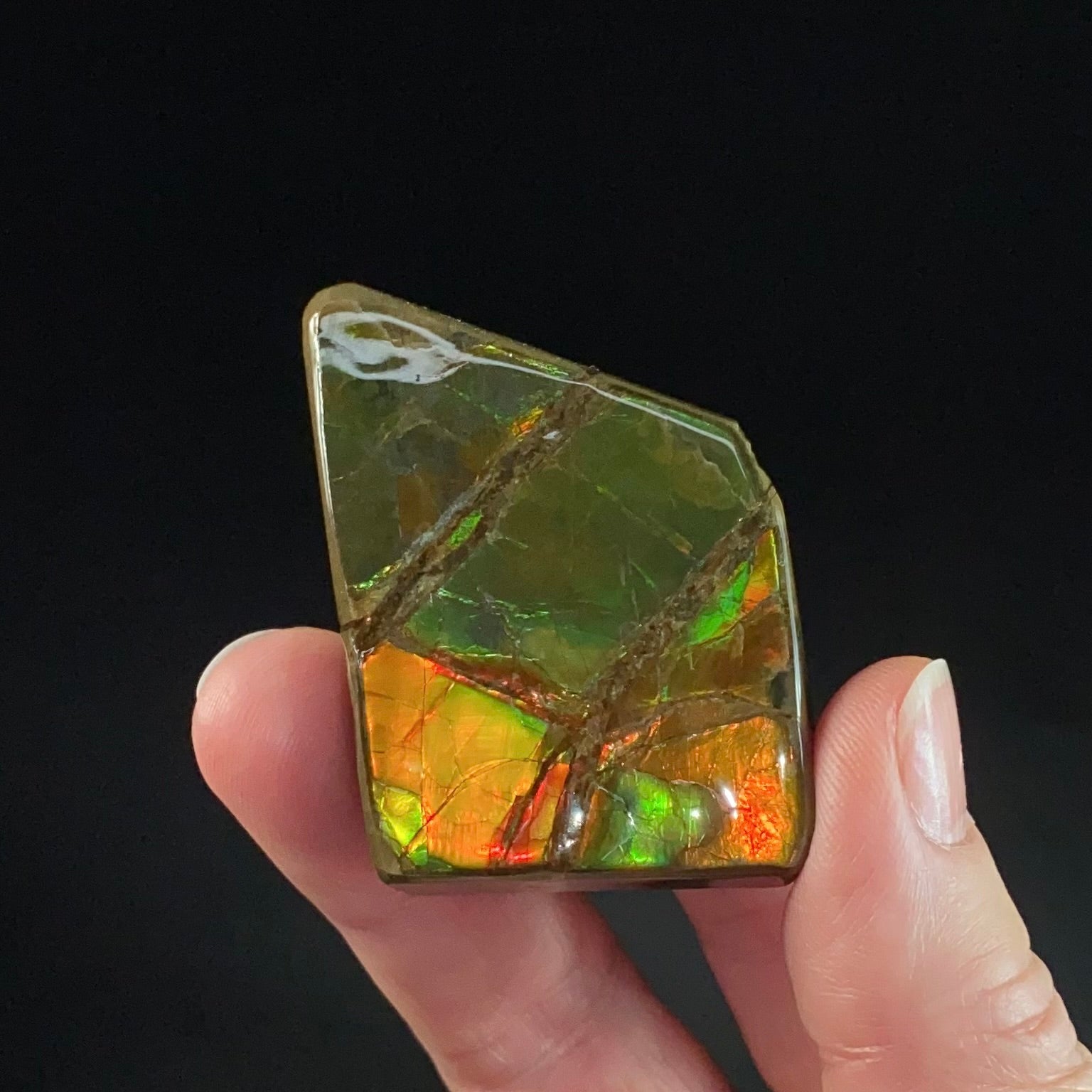Canadian Korite Ammolite Hand Specimen in Display Box