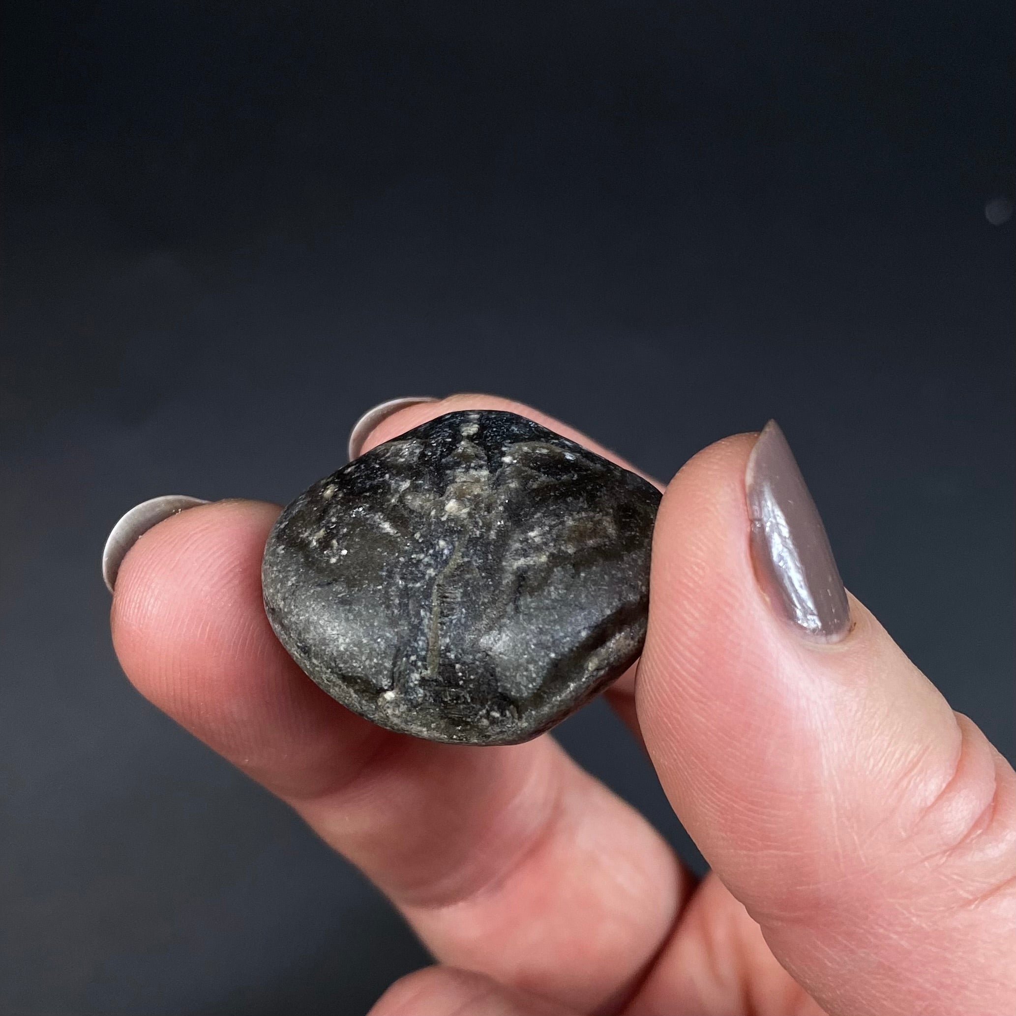 Middle Devonian Brachiopod Athyris Spiriferiodes, Erie County, New York, Lot of THREE