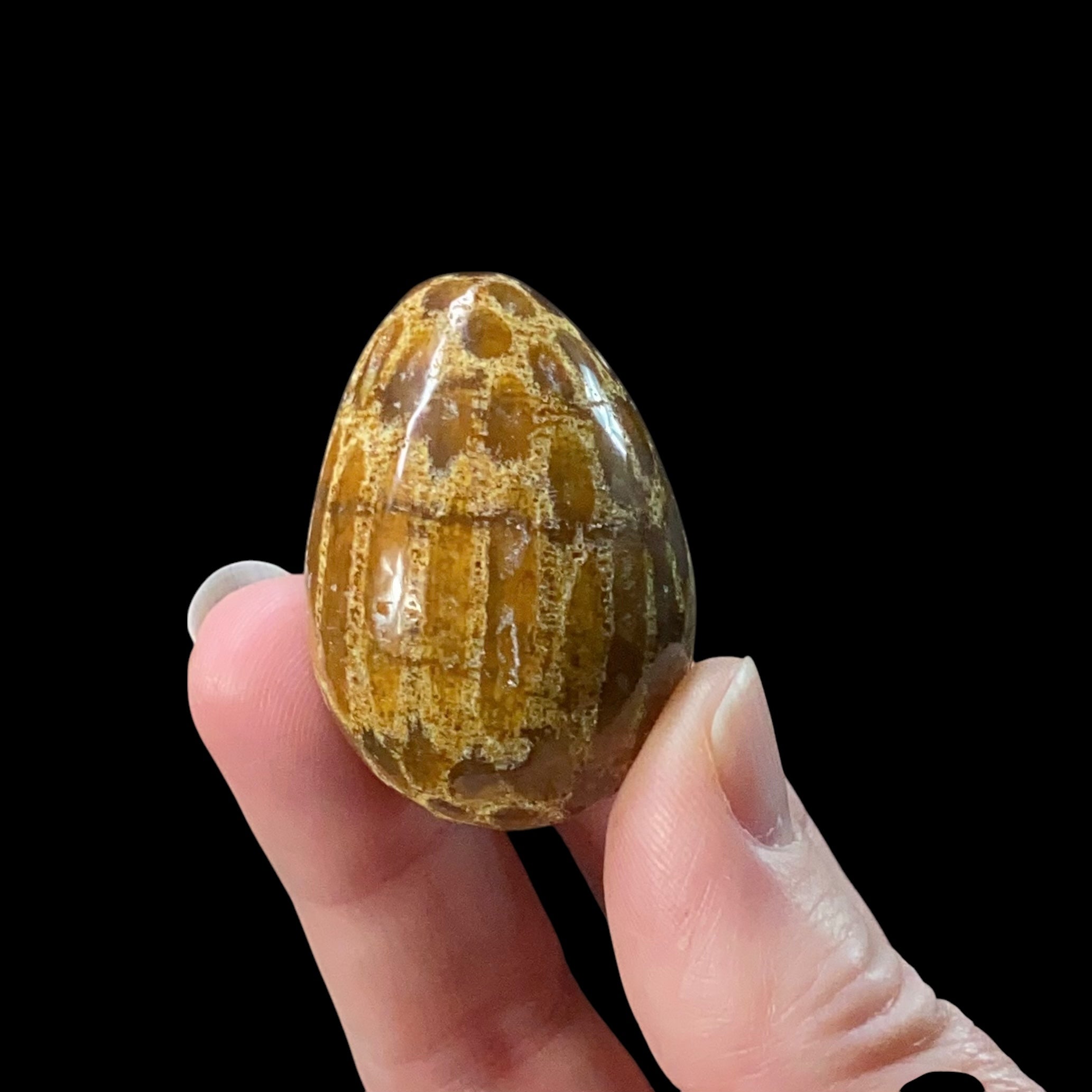 ONE (1) Fossilized Coral Polished Tumbled Egg