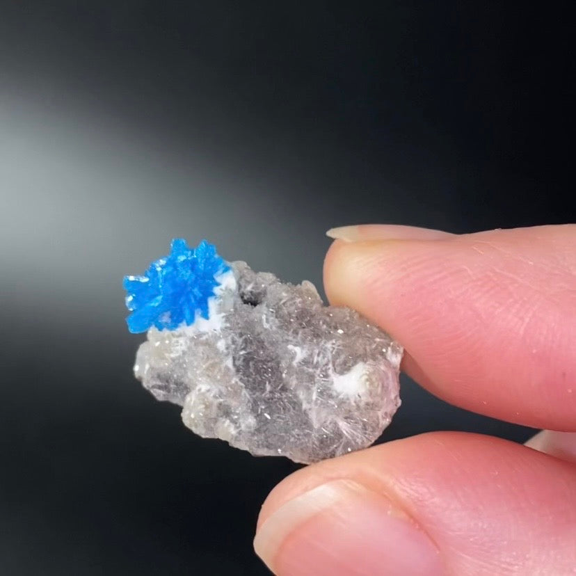Vibrant Blue Cavansite Cluster on Druzy Stilbite & Basalt Matrix