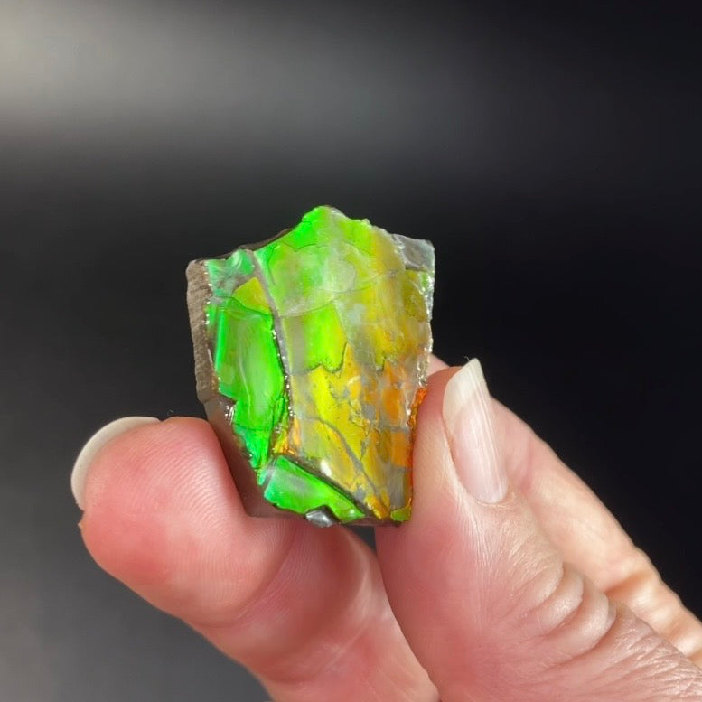 Canadian Korite Ammolite Hand Specimen