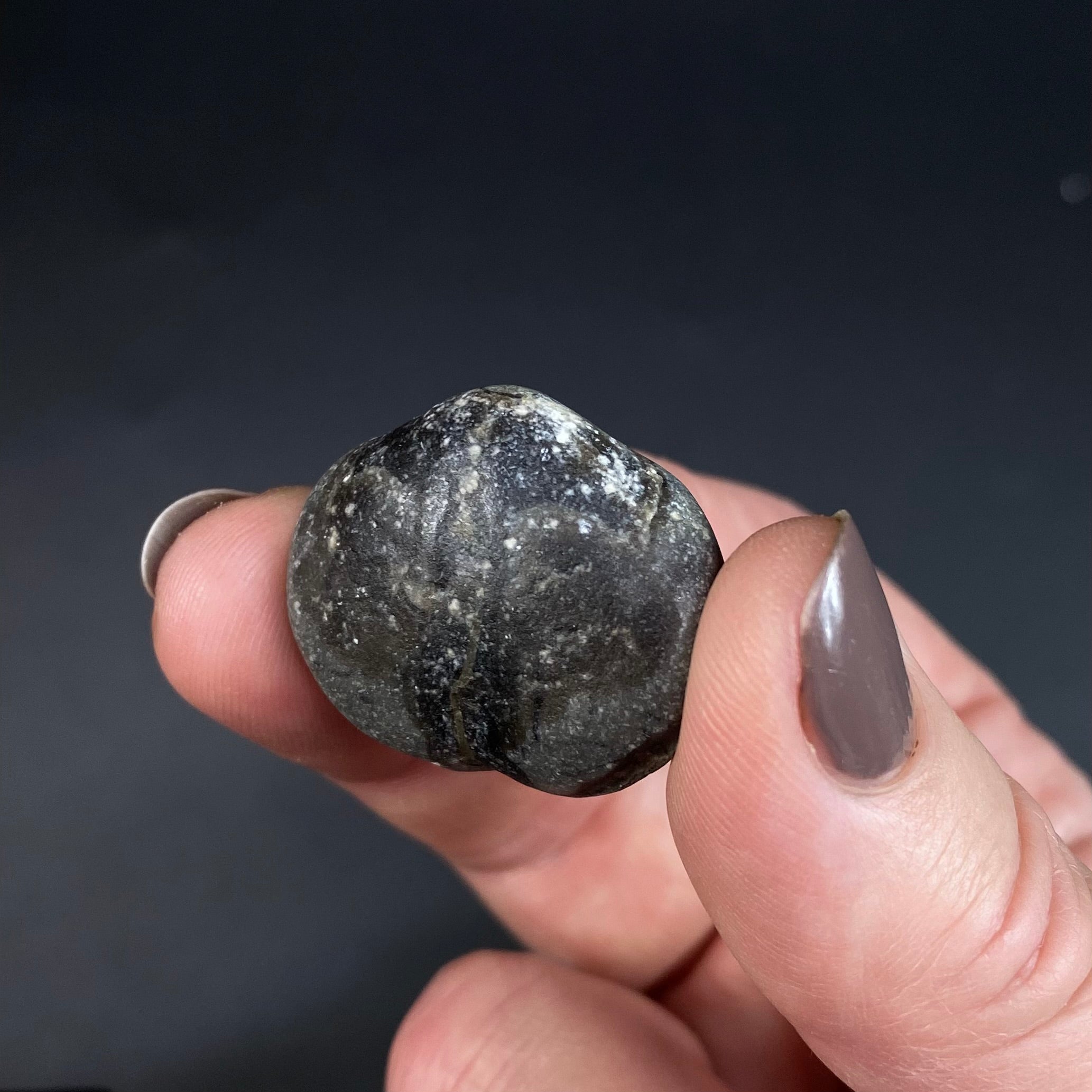Middle Devonian Brachiopod Athyris Spiriferiodes, Erie County, New York, Lot of THREE