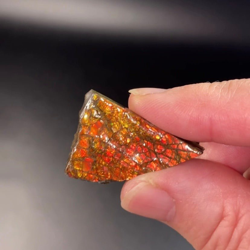 Orange Canadian Korite Ammolite Hand Specimen