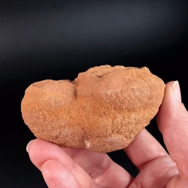 Desert Onion Pseudo Stromatalite from Morocco