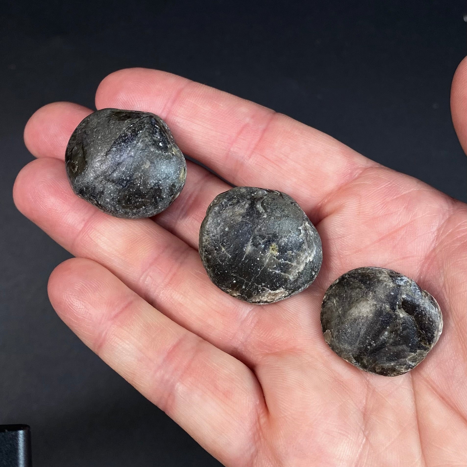 Middle Devonian Brachiopod Athyris Spiriferiodes, Erie County, New York, Lot of THREE