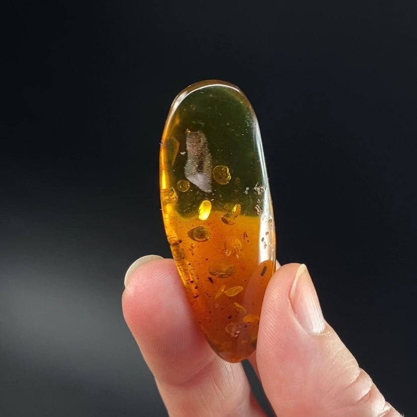 Polished Colombian Amber with Insect Inclusion from Cimitarra, Fluorescent