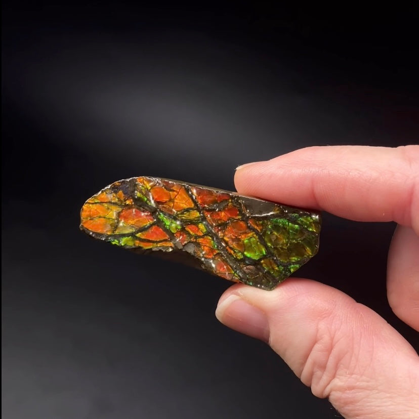Canadian Korite Ammolite Hand Specimen