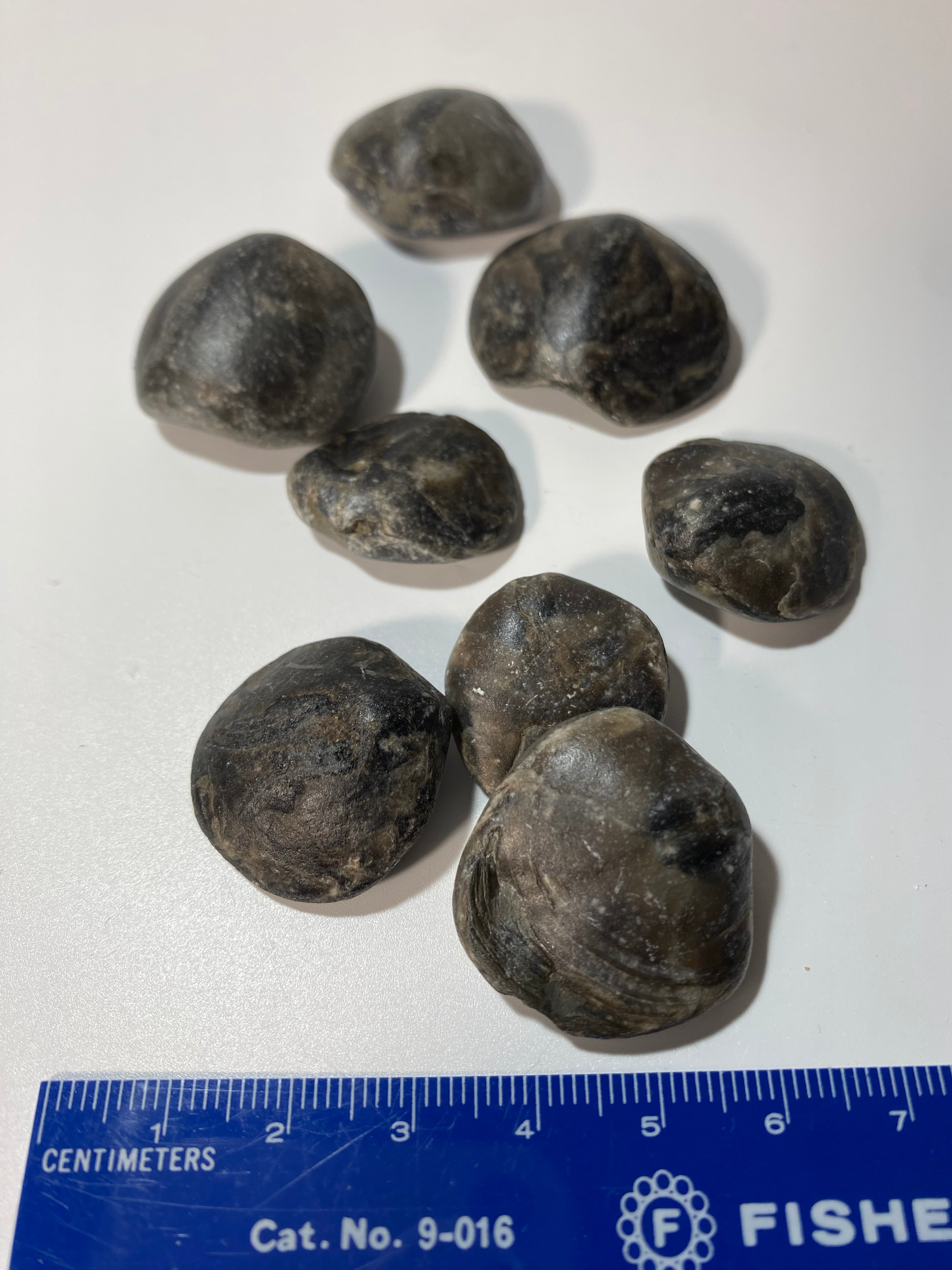 Middle Devonian Brachiopod Athyris Spiriferiodes, Erie County, New York, Lot of THREE