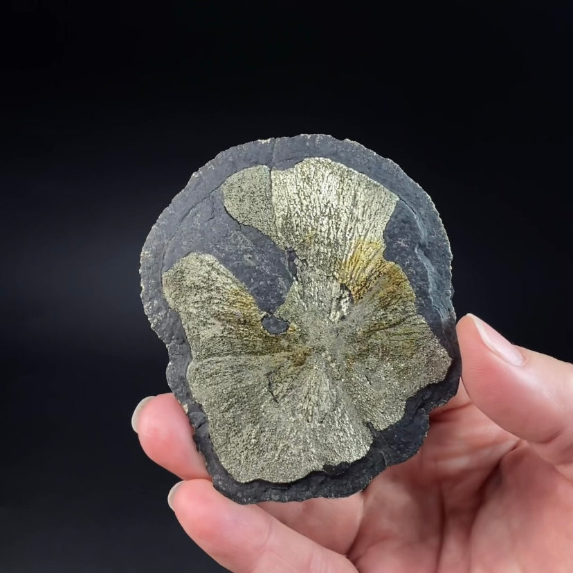 Pyrite Sun Dollar Specimen 350 Million Years Old, Sparta, Illinois