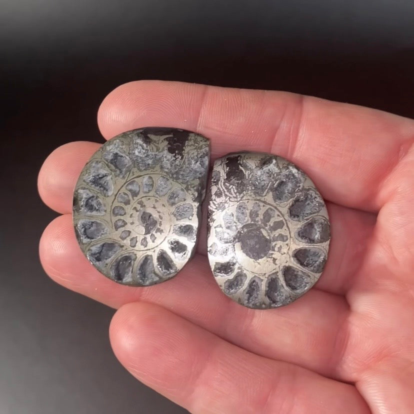 Polished Pyritized Ammonite Pair from Morocco