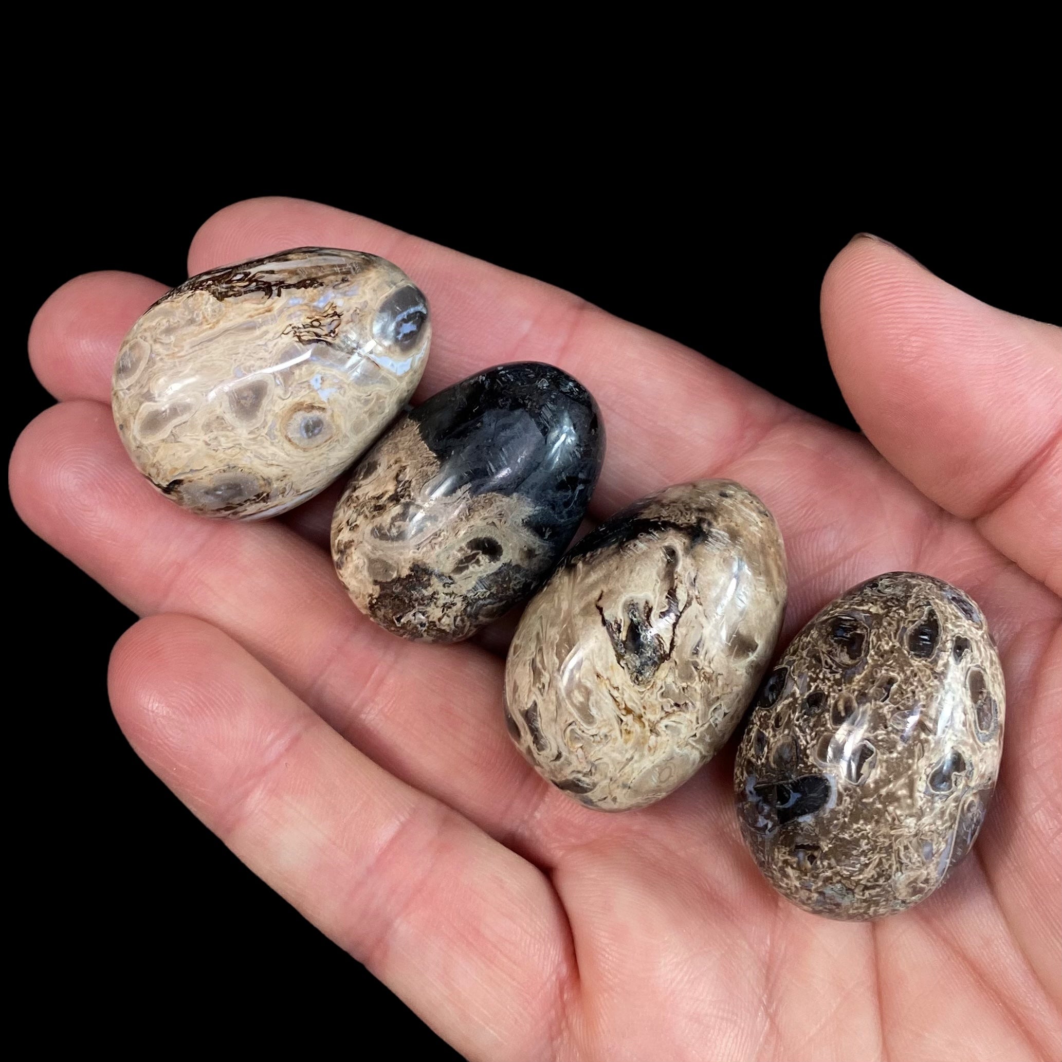 ONE Fossilized Palm Root Tumble Stone