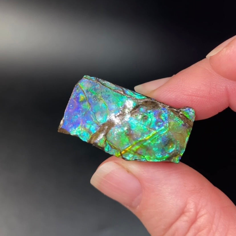 Purple and Green Canadian Korite Ammolite Hand Specimen