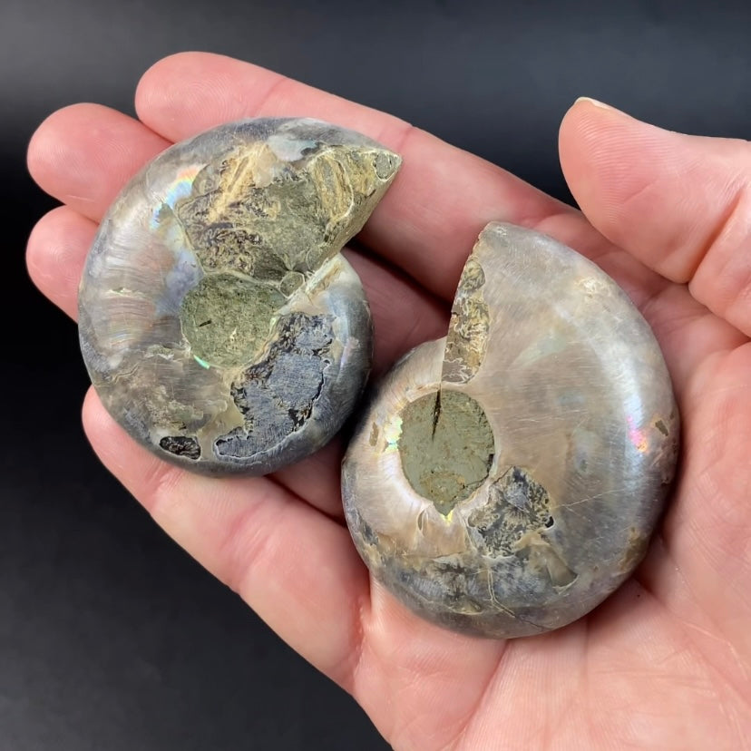 Cut and Polished Ammonite Pair from Madagascar with Iridescent Shell