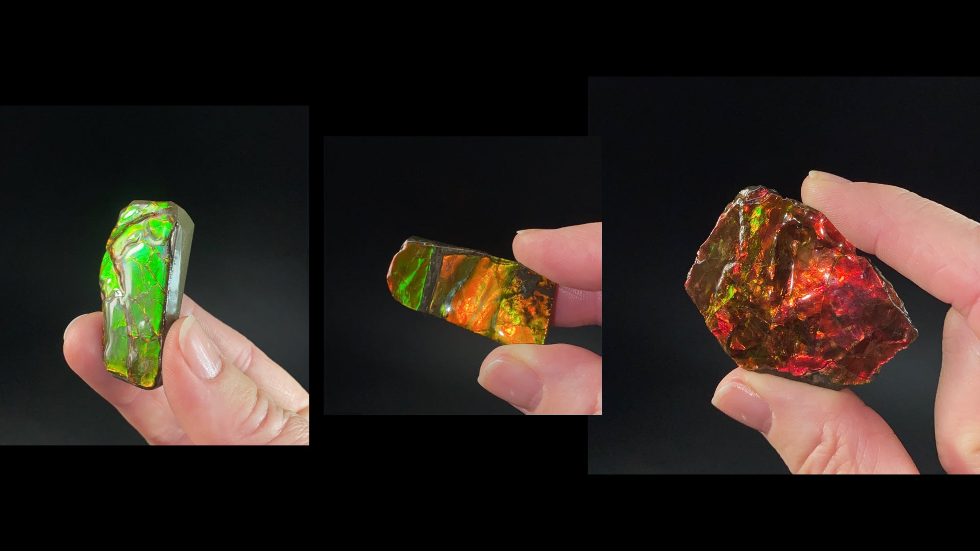 Korite Ammolite Specimens