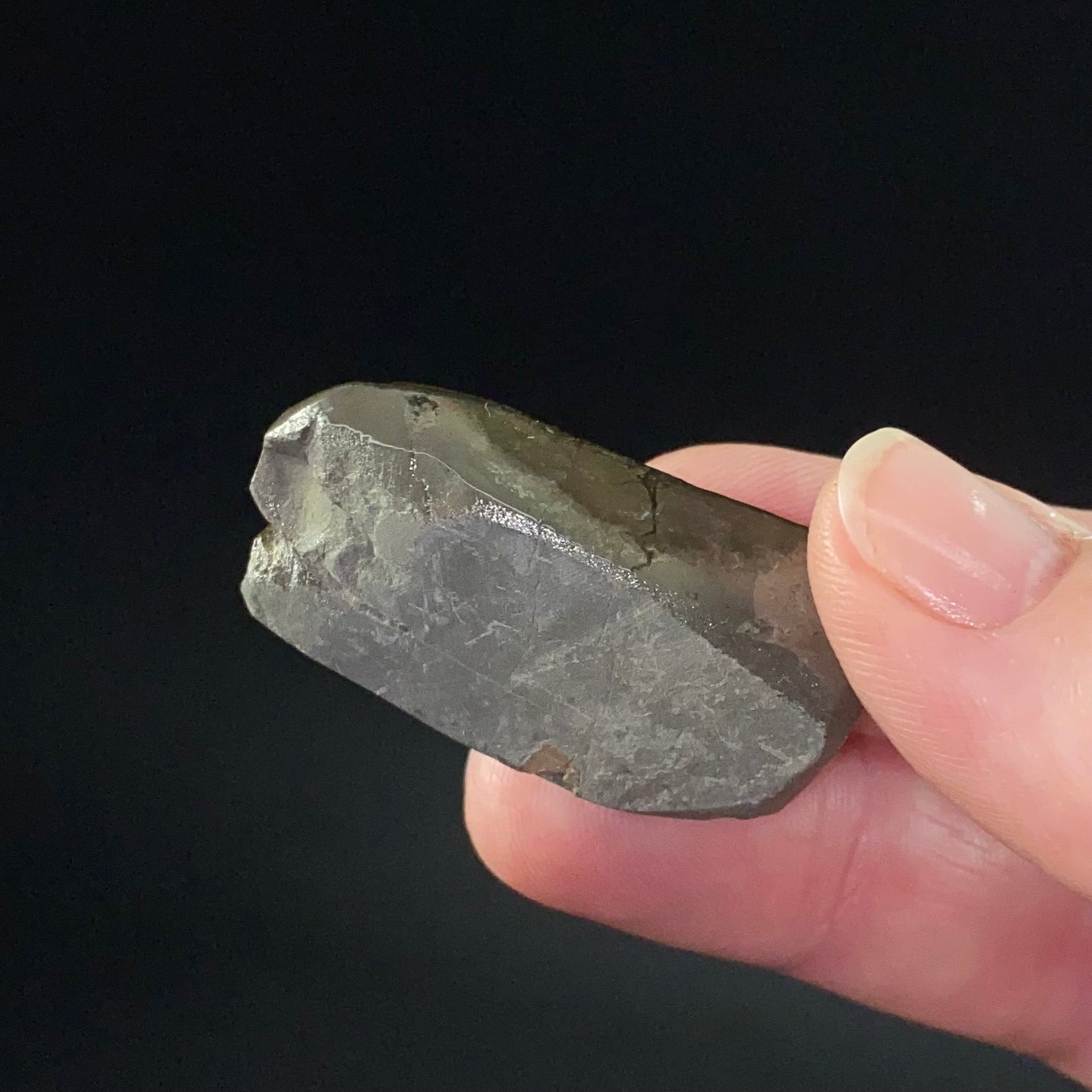 Canadian Korite Ammolite Hand Specimen in Display Box