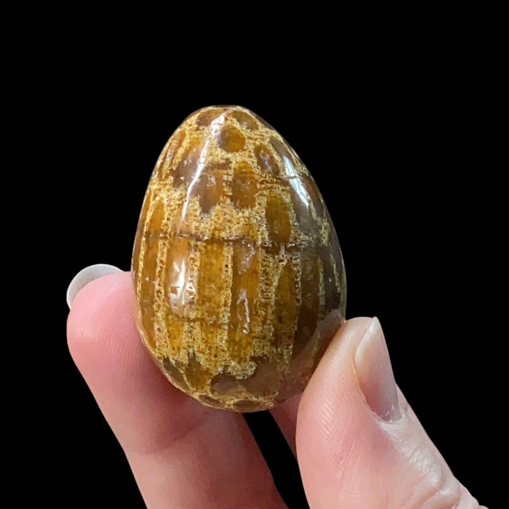 ONE (1) Fossilized Coral Polished Tumbled Egg