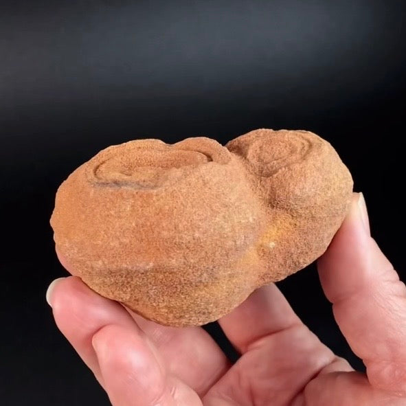 Desert Onion Pseudo Stromatalite from Morocco