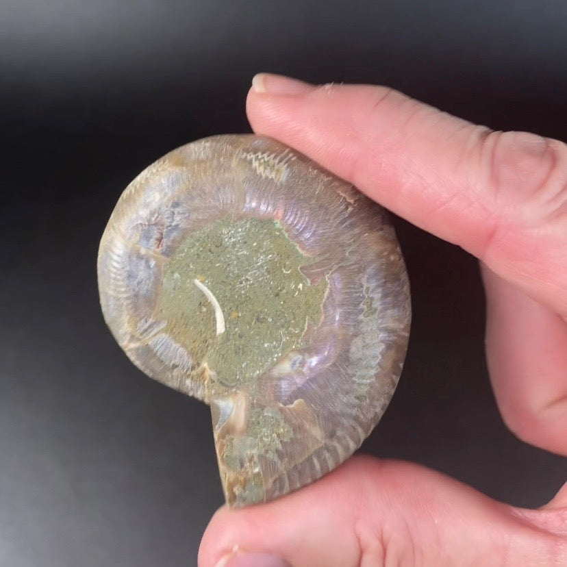 Polished Ammonite Pair from Madagascar with Iridescent Shell