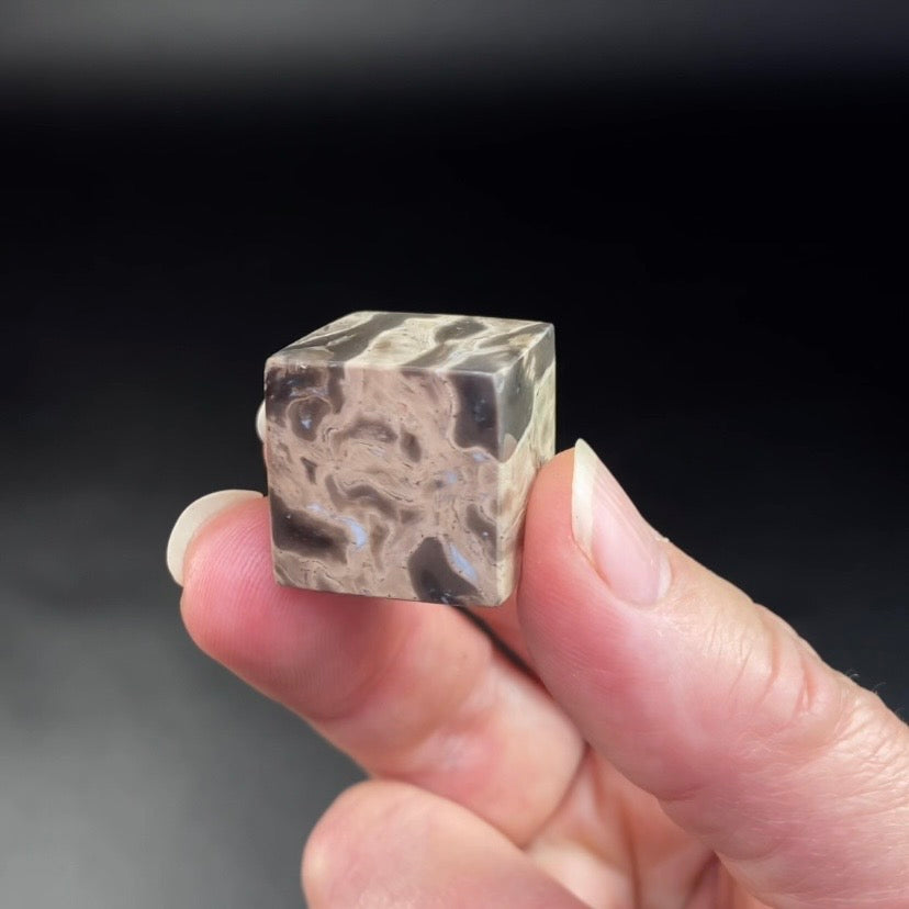 Fossilized Palm Root Polished Cube