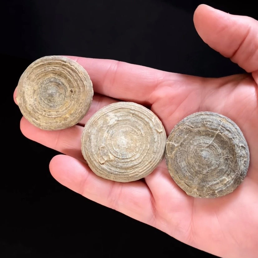 Moroccan Cyclolite Fossil Disc Coral – Cretaceous Period