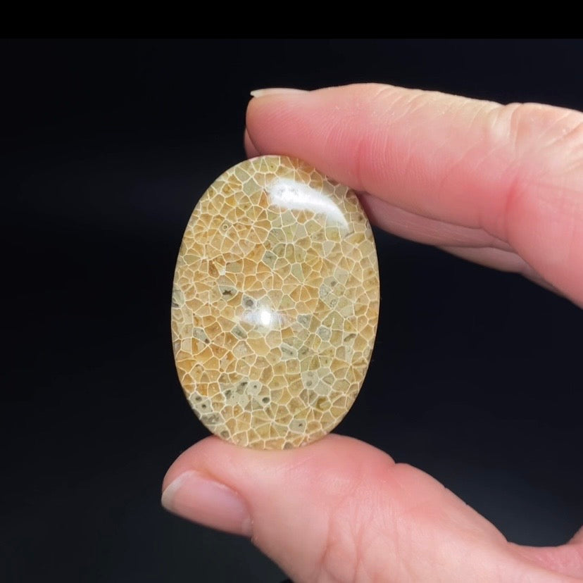 Oval Shaped Fossilized Coral Cabochon - Jewelry Making - Pocket Stone