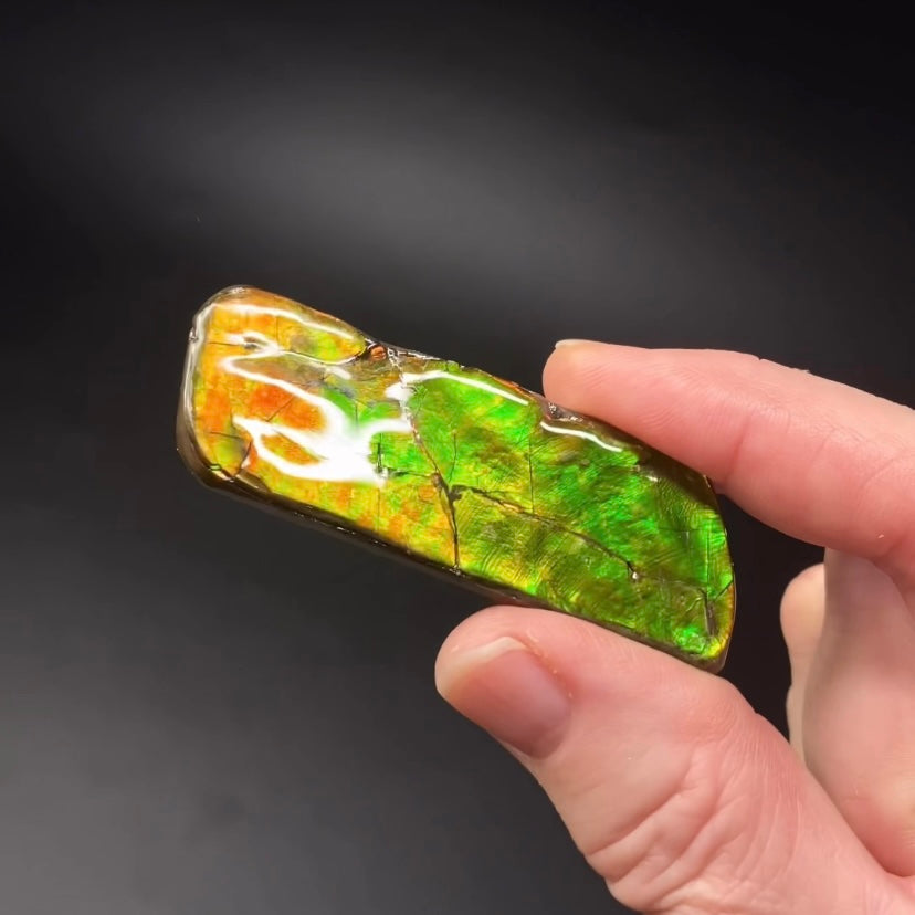 Canadian Korite Ammolite Hand Specimen in Display Box