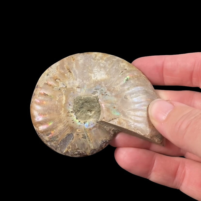 Polished Ammonite Pair from Madagascar with Iridescent Shell