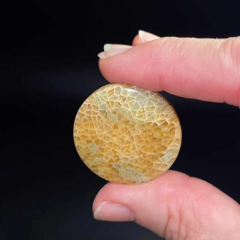 Round Shaped Fossilized Coral Cabochon - Jewelry Making - Pocket Stone