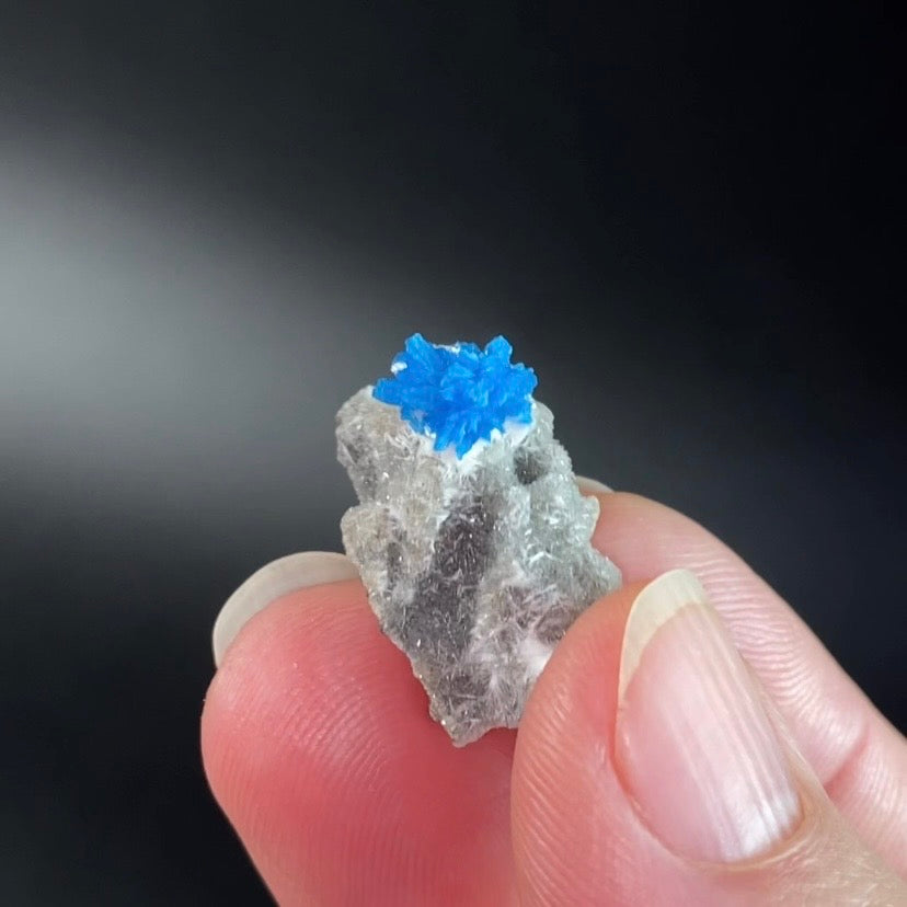 Vibrant Blue Cavansite Cluster on Druzy Stilbite & Basalt Matrix