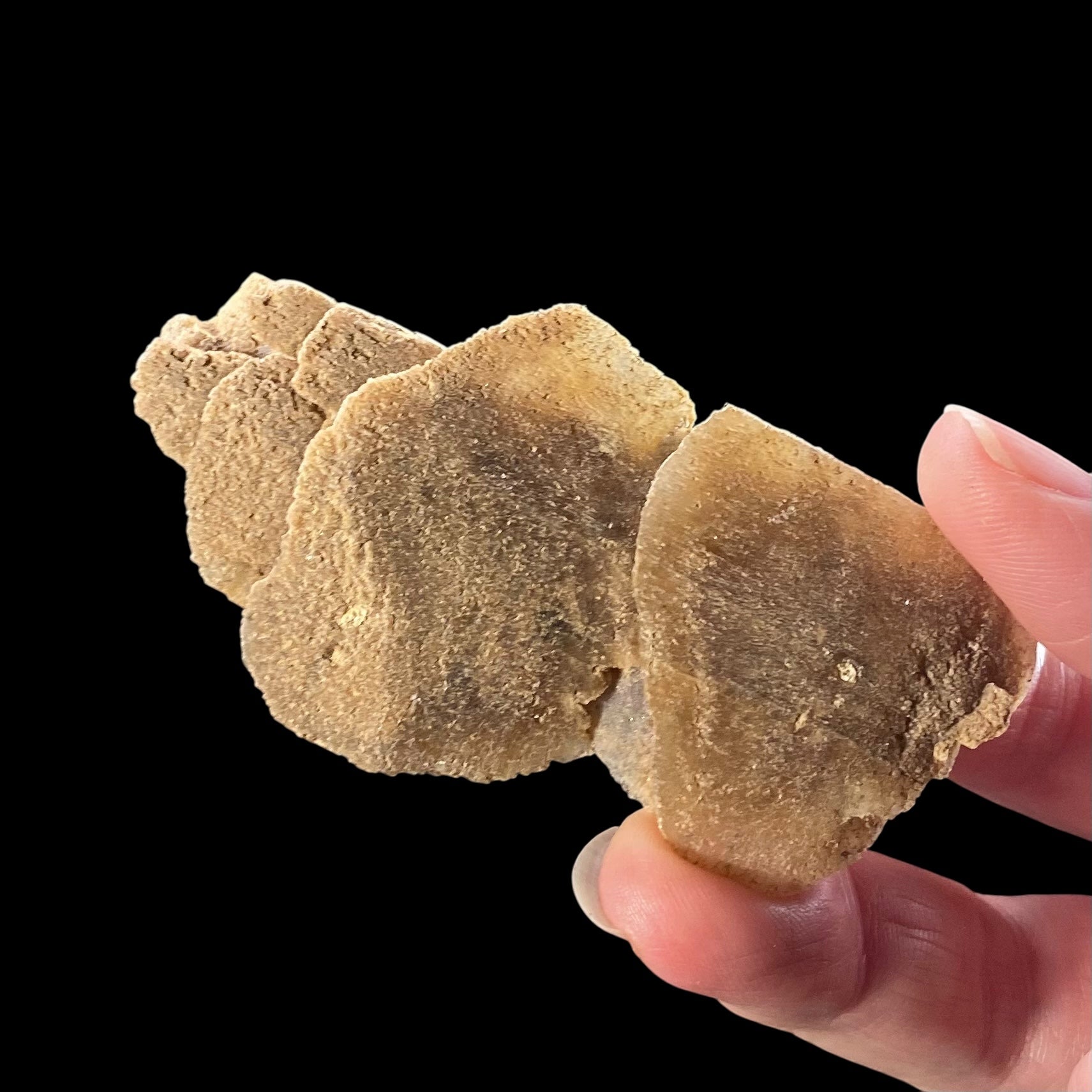 Gypsum var. Selenite Desert Rose Sand Crystal Dollar, Fluorescent