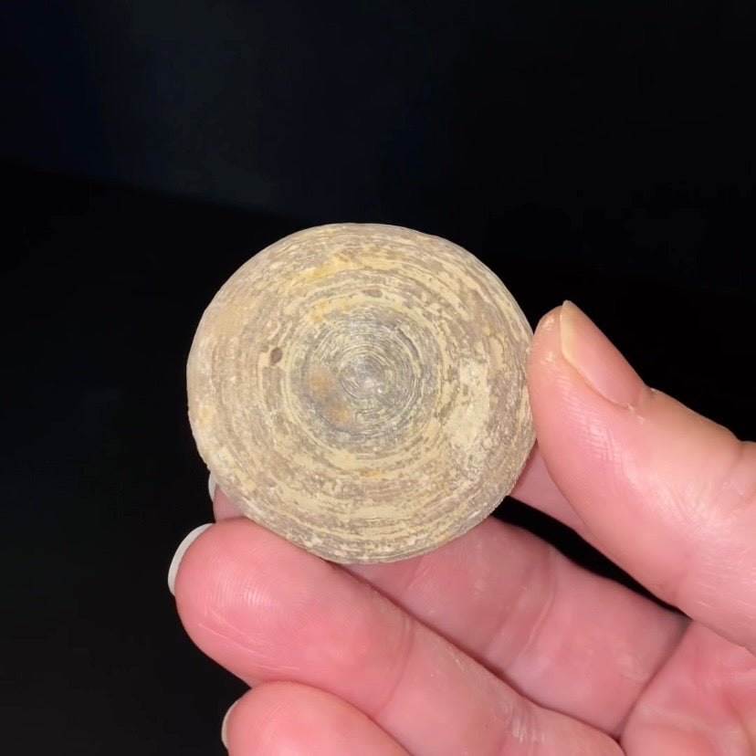 Moroccan Cyclolite Fossil Disc Coral – Cretaceous Period