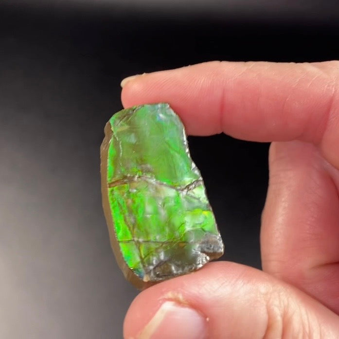 Green Canadian Korite Ammolite Hand Specimen