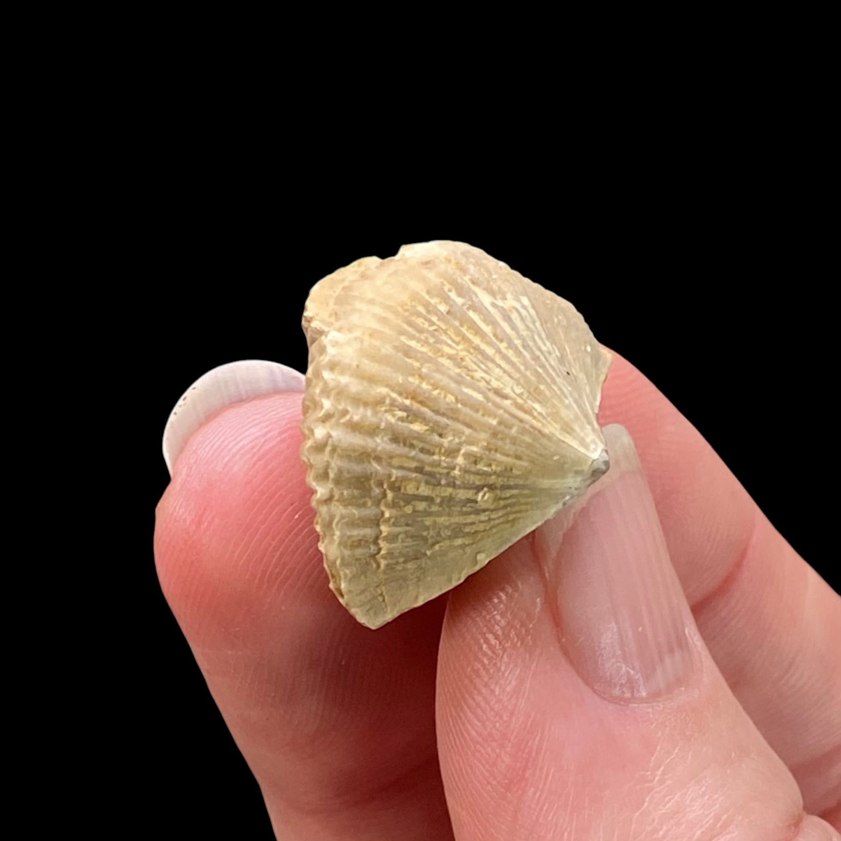 Upper Devonian Brachiopod Tenticospirifer cyrtiniformis Specimen, Rockford, Iowa