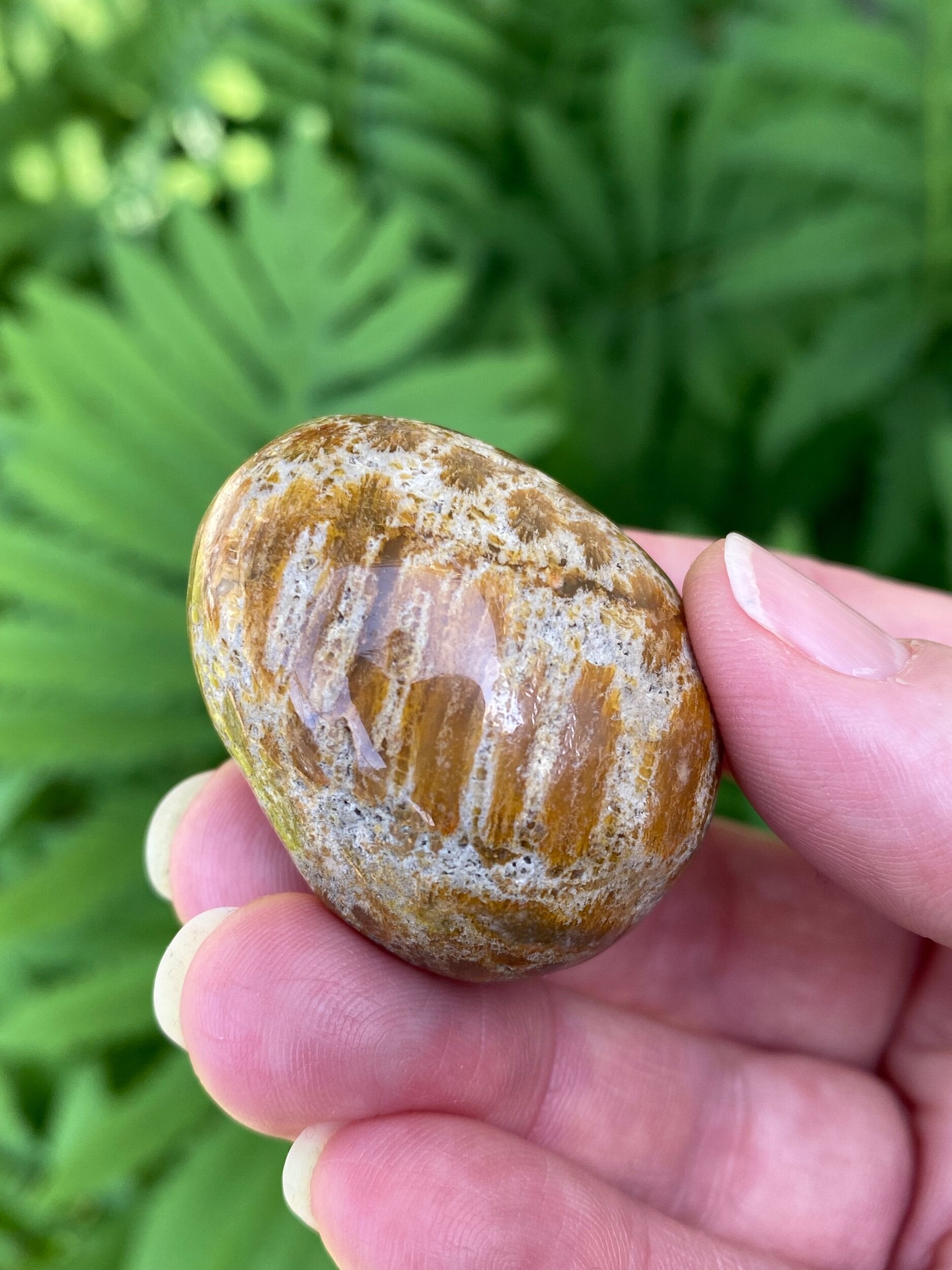 ONE (1) Fossilized Coral Polished Tumbled Egg