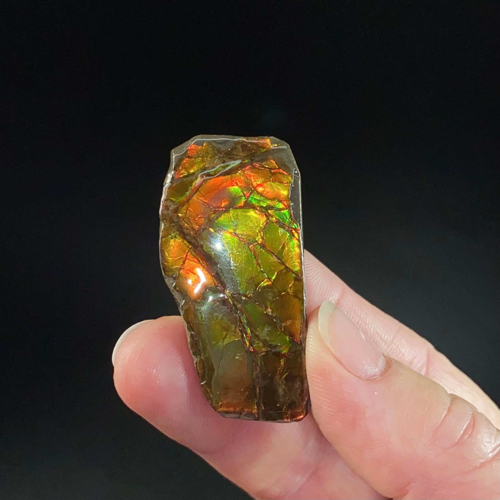 Canadian Korite Ammolite Hand Specimen in Display Box