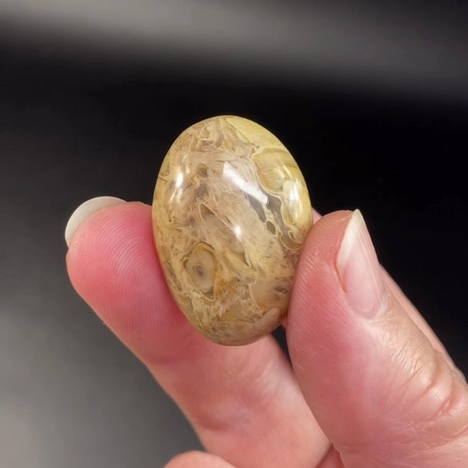 ONE Fossilized Palm Root Tumble Stone