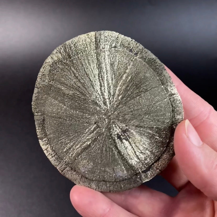 Pyrite Sun Dollar Specimen 350 Million Years Old, Sparta, Illinois
