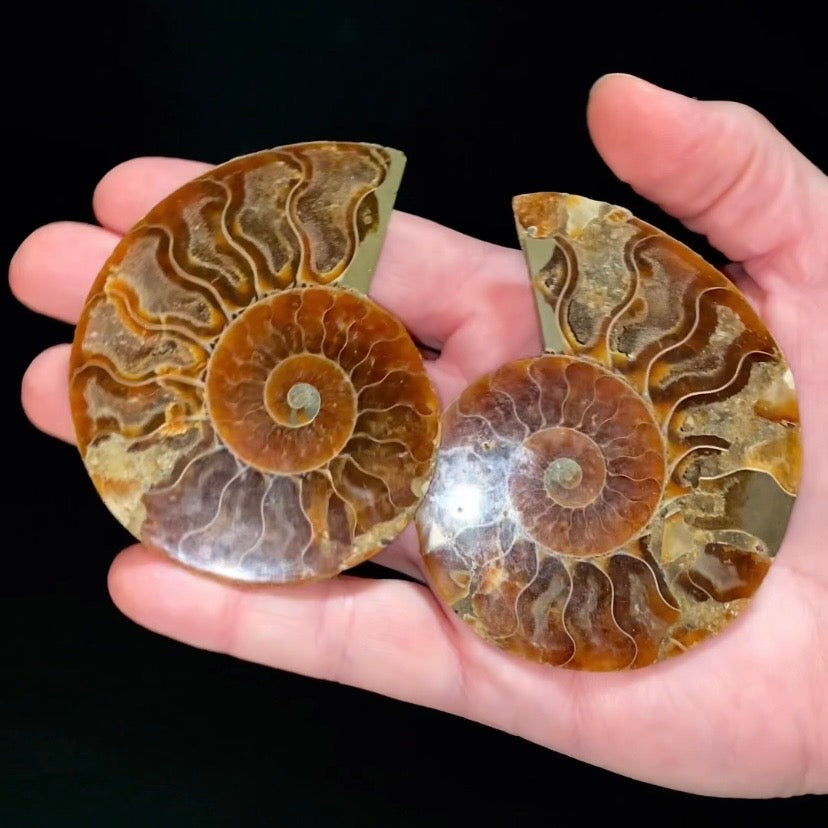 Polished Ammonite Pair from Madagascar with Iridescent Shell