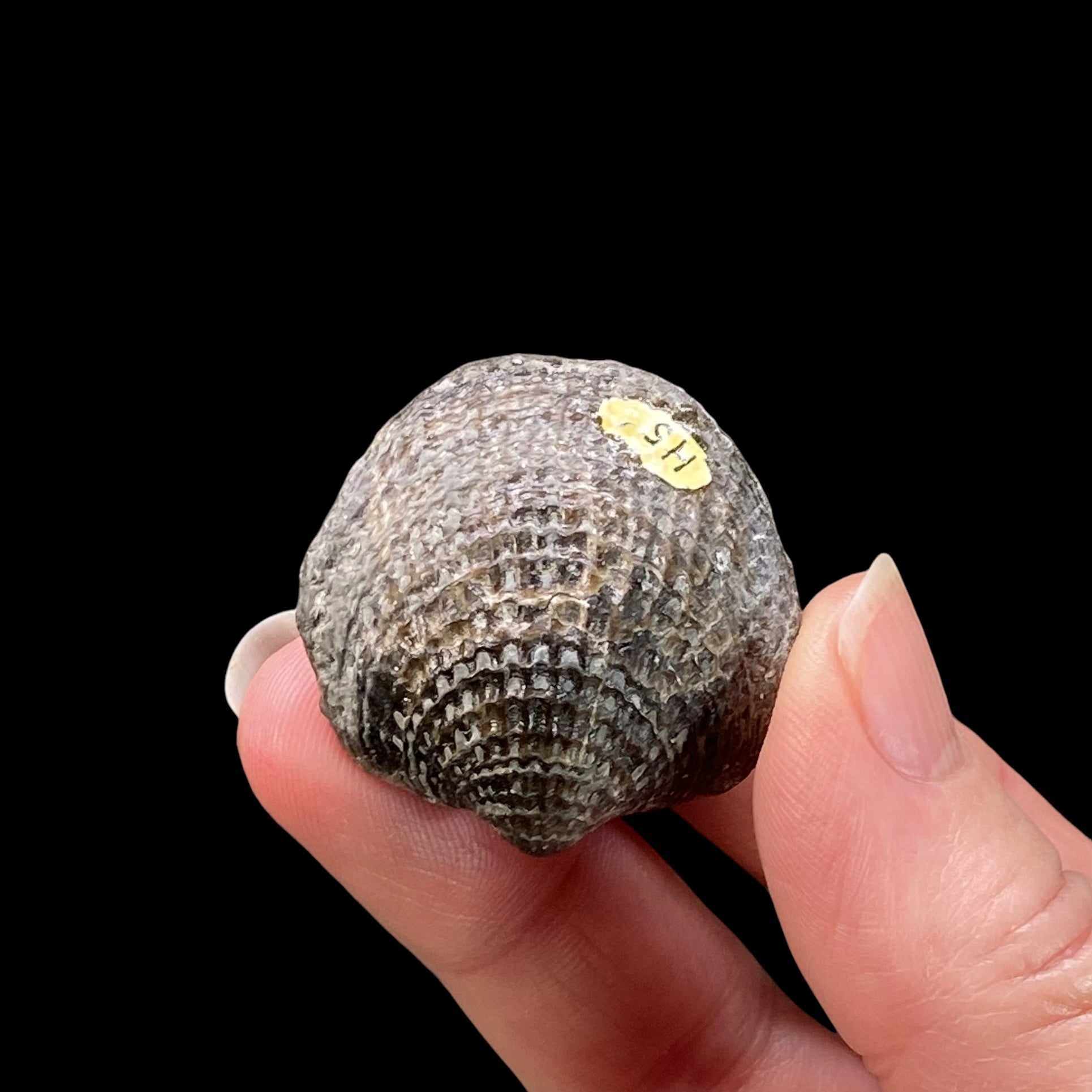 Mid Devonian Brachiopod Spinatrypa Spinosa Specimen, Erie County, New York