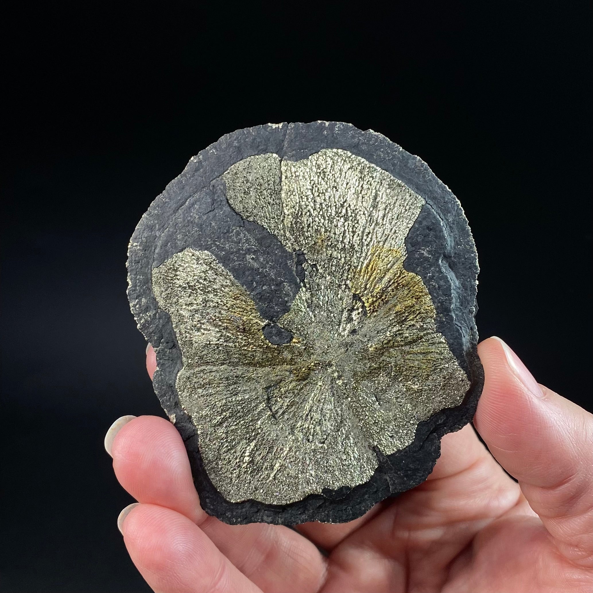 Pyrite Sun Dollar Specimen 350 Million Years Old, Sparta, Illinois