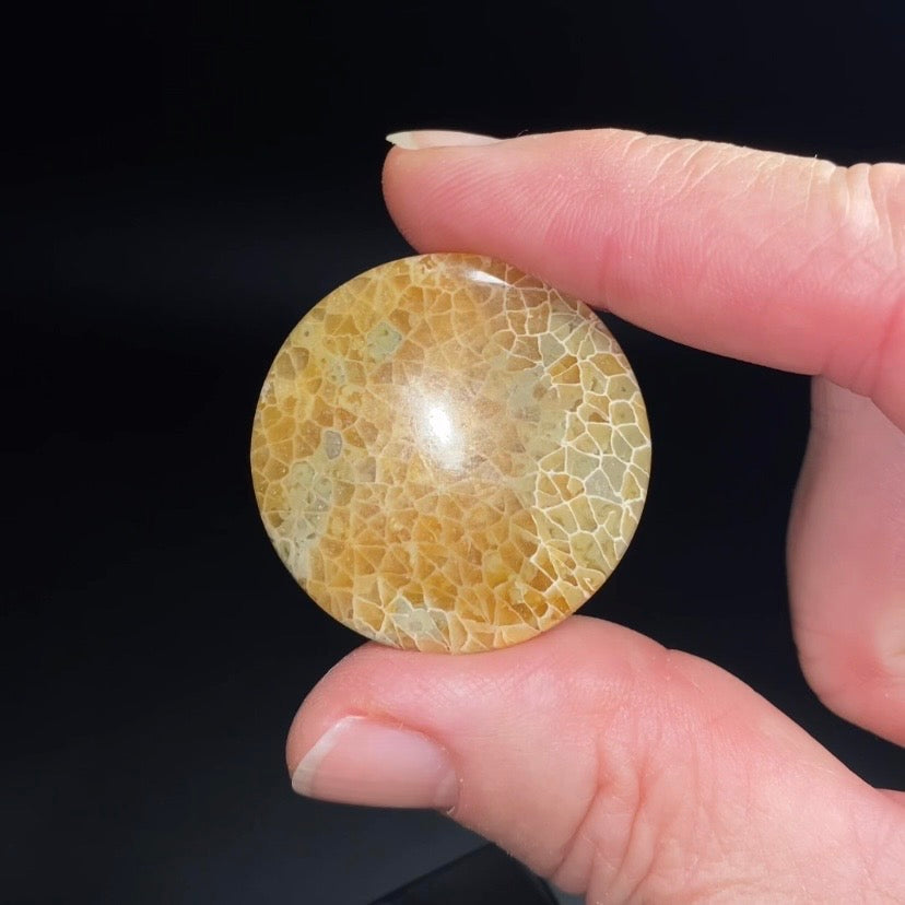 Round Shaped Fossilized Coral Cabochon - Jewelry Making - Pocket Stone