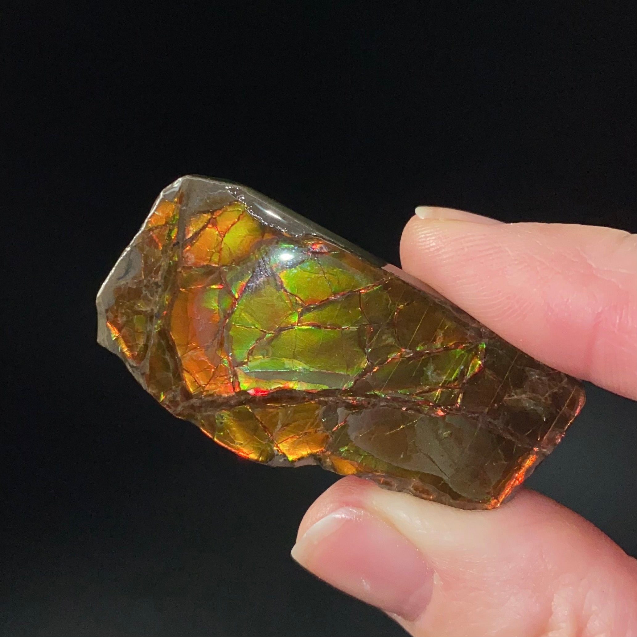 Canadian Korite Ammolite Hand Specimen in Display Box