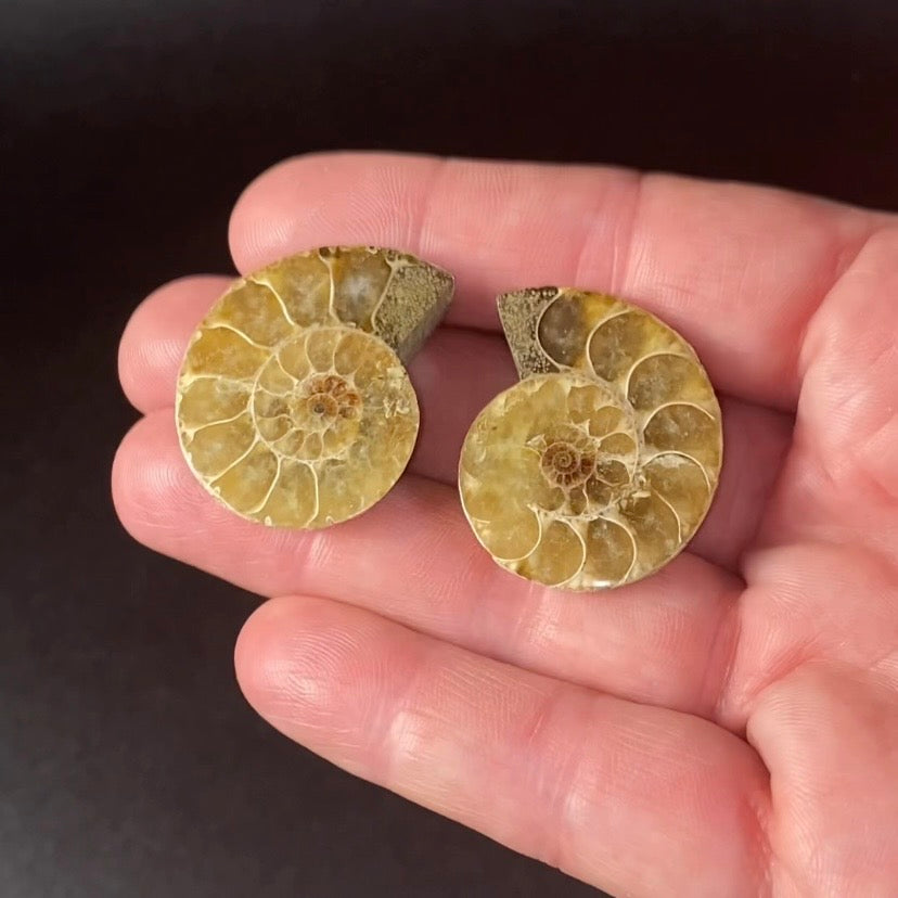 Cut & Polished Ammonite Pair from Madagascar - Light Colors